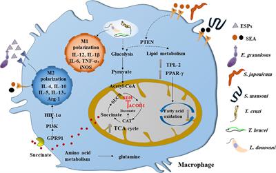 Immunometabolism: Towards a Better Understanding the Mechanism of Parasitic Infection and Immunity